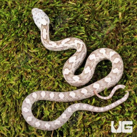 Baby Moonshine Ratsnakes For Sale - Underground Reptiles