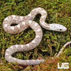Baby Moonshine Ratsnakes For Sale - Underground Reptiles