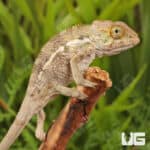Baby Panther Chameleon For Sale - Underground Reptiles