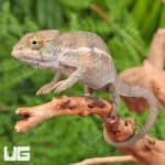Baby Panther Chameleon For Sale - Underground Reptiles