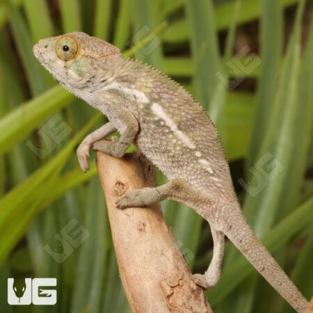 Baby Panther Chameleon For Sale - Underground Reptiles