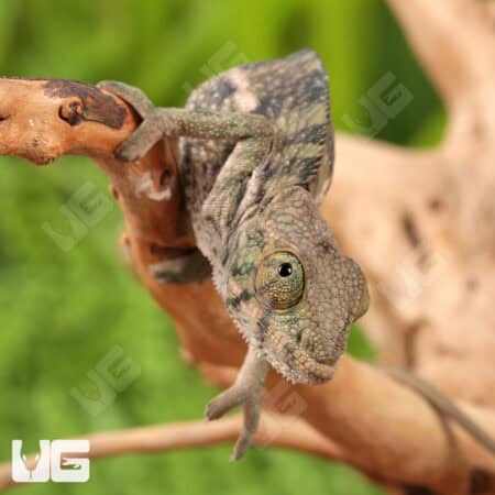 Baby Panther Chameleon For Sale - Underground Reptiles