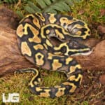 Baby Pastel Enchi Ball Python For Sale - Underground Reptiles