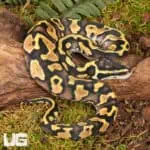 Baby Pastel Enchi Ball Python For Sale - Underground Reptiles