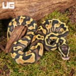 Baby Pastel Enchi Ball Python For Sale - Underground Reptiles