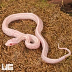 Baby Peppermint Tessera Cornsnakes For Sale - Underground Reptiles
