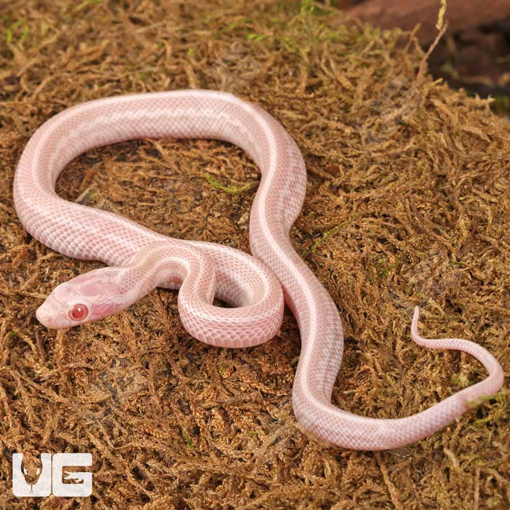 Baby Peppermint Tessera Cornsnakes For Sale - Underground Reptiles