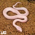 Baby Peppermint Tessera Cornsnakes For Sale - Underground Reptiles