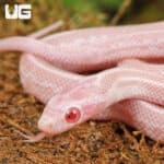 Baby Peppermint Tessera Cornsnakes For Sale - Underground Reptiles
