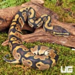 Baby Scaleless Head Het Pied Ball Python For Sale - Underground Reptiles