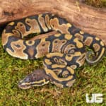 Baby Scaleless Head Het Pied Ball Python For Sale - Underground Reptiles