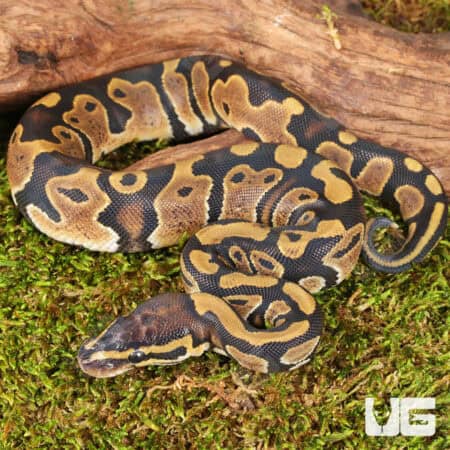 Baby Scaleless Head Het Pied Ball Python For Sale - Underground Reptiles