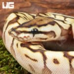 Baby Spider Lesser Ball Pythons For Sale - Underground Reptiles
