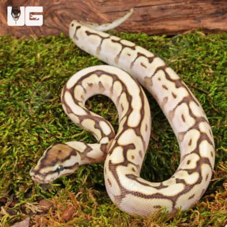 Baby Spider Lesser Ball Pythons For Sale - Underground Reptiles
