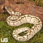 Baby Spider Lesser Ball Pythons For Sale - Underground Reptiles
