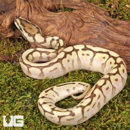 Baby Spider Lesser Ball Pythons For Sale - Underground Reptiles