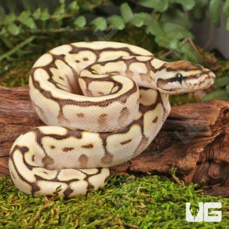 Baby Spider Lesser Ball Pythons For Sale - Underground Reptiles