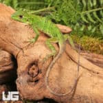Baby Spiny Tailed Iguana For Sale - Underground Reptiles