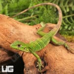 Baby Spiny Tailed Iguana For Sale - Underground Reptiles