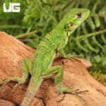 Baby Spiny Tailed Iguana For Sale - Underground Reptiles