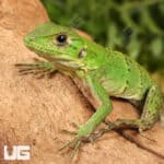 Baby Spiny Tailed Iguana For Sale - Underground Reptiles