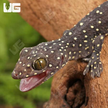 Baby Starry Tokay Geckos For Sale - Underground Reptiles