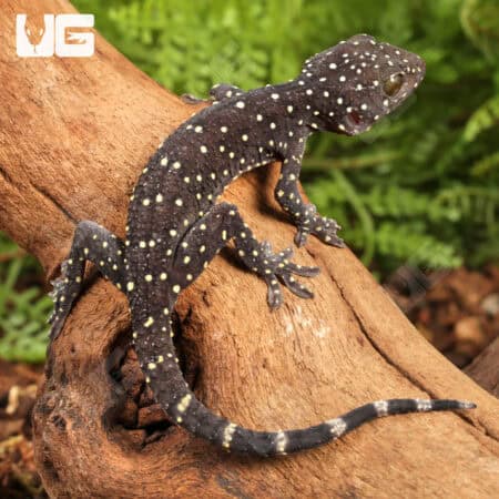 Baby Starry Tokay Geckos For Sale - Underground Reptiles