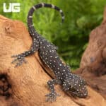 Baby Starry Tokay Geckos For Sale - Underground Reptiles