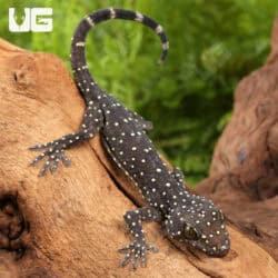 Baby Starry Tokay Geckos For Sale - Underground Reptiles