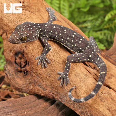 Baby Starry Tokay Geckos For Sale - Underground Reptiles