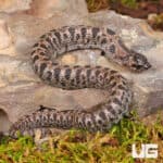 Baby Super Arctic Western Hognose Snake (Heterodon nasicus) For Sale - Underground Reptiles