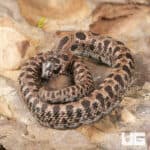 Baby Super Arctic Western Hognose Snake (Heterodon nasicus) For Sale - Underground Reptiles