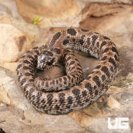 Baby Super Arctic Western Hognose Snake (Heterodon nasicus) For Sale - Underground Reptiles