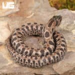 Baby Super Arctic Western Hognose Snake (Heterodon nasicus) For Sale - Underground Reptiles