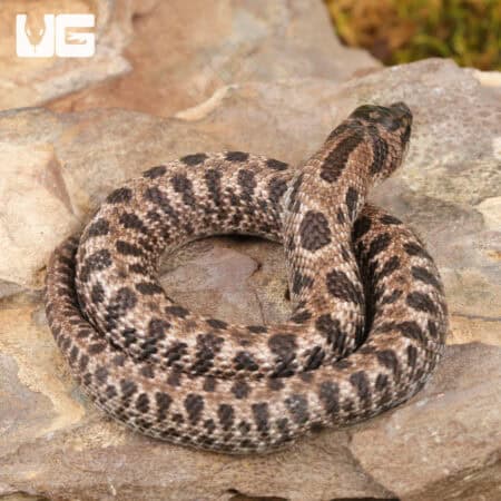 Baby Super Arctic Western Hognose Snake (Heterodon nasicus) For Sale - Underground Reptiles