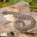Baby Super Arctic Western Hognose Snake (Heterodon nasicus) For Sale - Underground Reptiles
