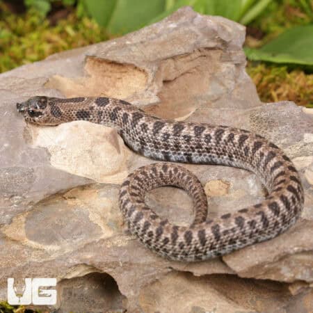 Baby Super Arctic Western Hognose Snake (Heterodon nasicus) For Sale - Underground Reptiles