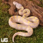 Baby Super Banana Enchi Het Pied Ball Python - Underground Reptiles