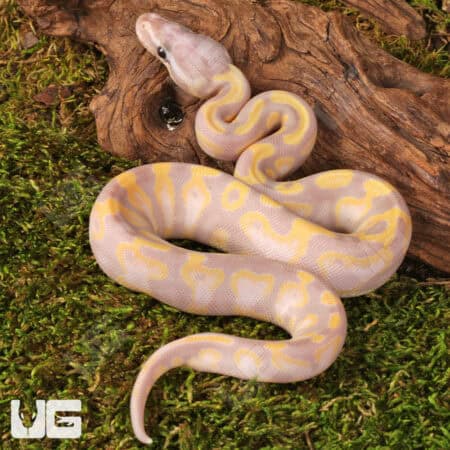 Baby Super Banana Enchi Het Pied Ball Python - Underground Reptiles