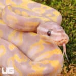 Baby Super Banana Enchi Het Pied Ball Python - Underground Reptiles
