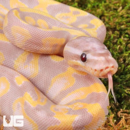 Baby Super Banana Enchi Het Pied Ball Python - Underground Reptiles