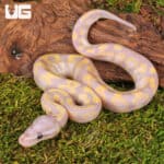 Baby Super Banana Enchi Het Pied Ball Python - Underground Reptiles