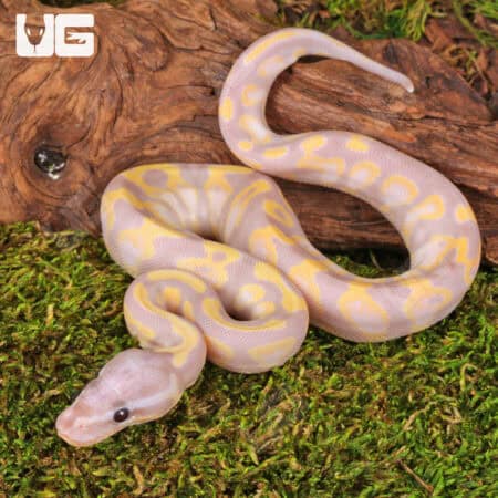 Baby Super Banana Enchi Het Pied Ball Python - Underground Reptiles