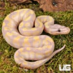 Baby Super Banana Enchi Het Pied Ball Python - Underground Reptiles