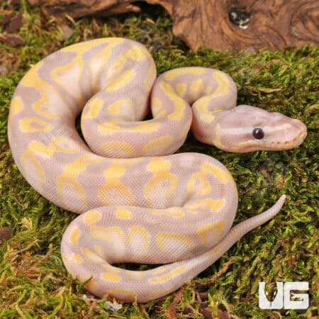 Baby Super Banana Enchi Het Pied Ball Python - Underground Reptiles