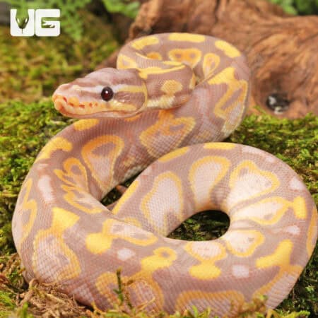 Baby Super Banana Leopard Het Pied Ball Python - Underground Reptiles