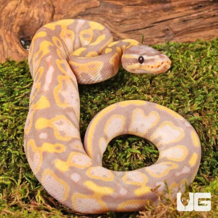 Baby Super Banana Leopard Het Pied Ball Python - Underground Reptiles