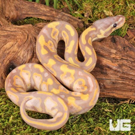 Baby Super Banana Leopard Het Pied Ball Python - Underground Reptiles