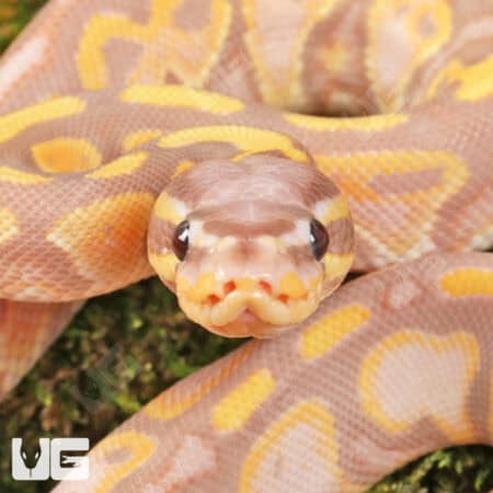 Baby Super Banana Leopard Het Pied Ball Python - Underground Reptiles