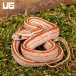 Baby Ultra Mel Tessera Cornsnakes For Sale - Underground Reptiles